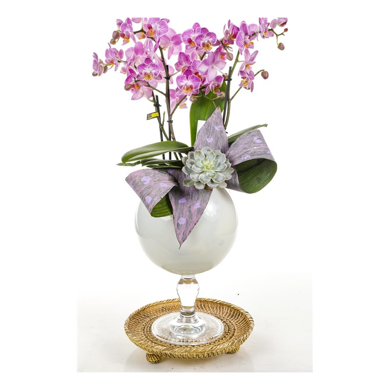 Pink Dotted Orchid