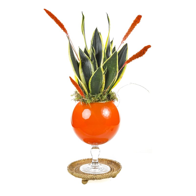 Sansevieria Of Orange Vase