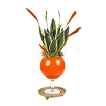 Sansevieria Of Orange Vase