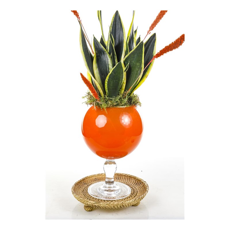 Sansevieria Of Orange Vase
