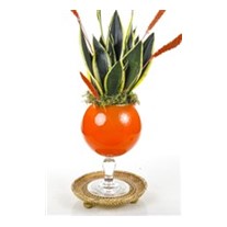 Sansevieria Of Orange Vase