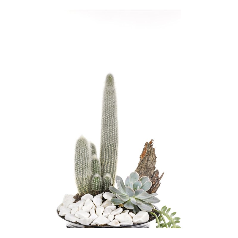 White Fluffy Cactus