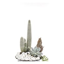 White Fluffy Cactus