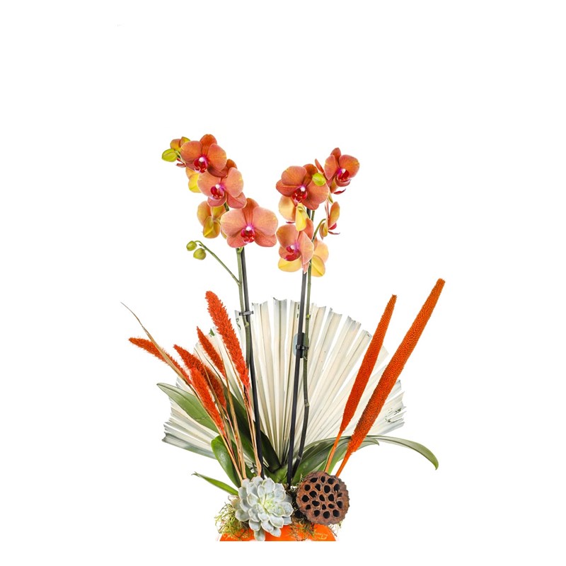 Passion For Orange
