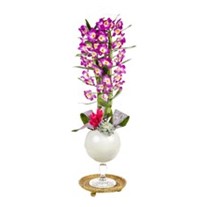 Dendrobium Of White