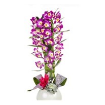Dendrobium Of White