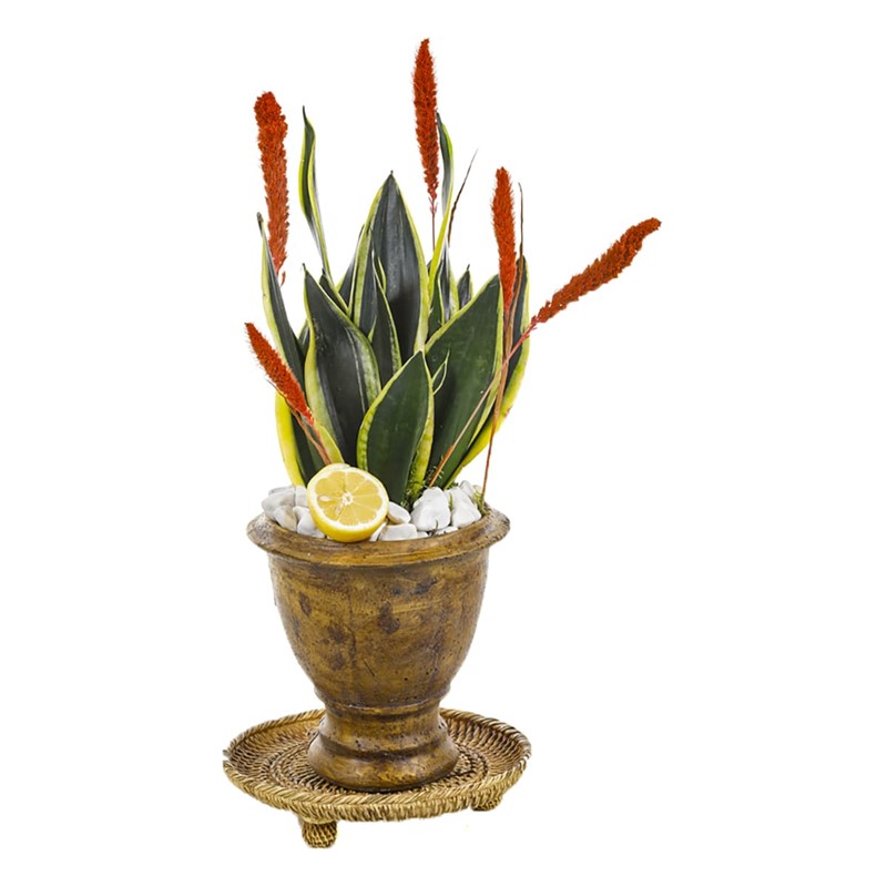 Sansevieria Of Natural