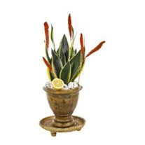 Sansevieria Of Natural