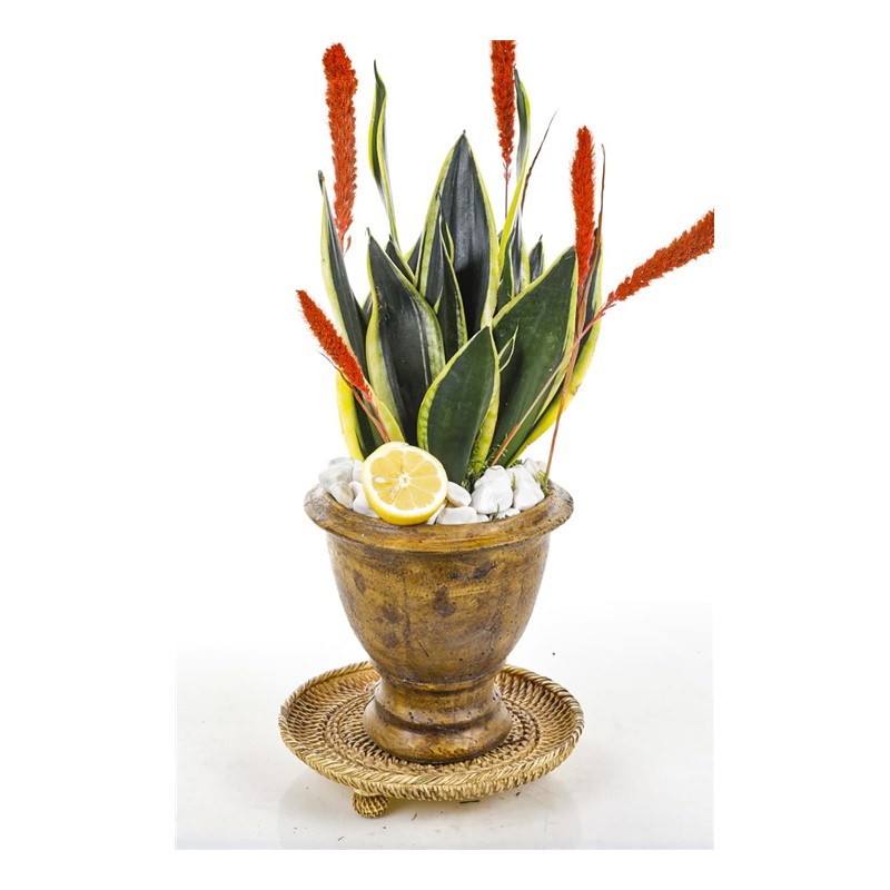 Sansevieria Of Natural