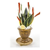 Sansevieria Of Natural