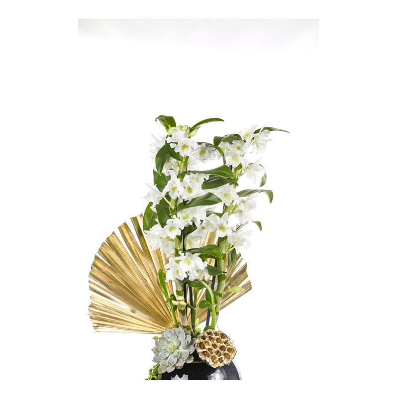 Dendrobium Of Black