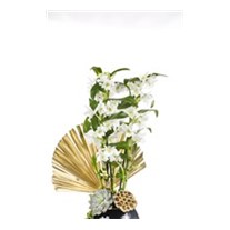 Dendrobium Of Black