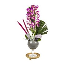 Dendrobium Of Grey