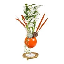 Dendrobium Of Orange