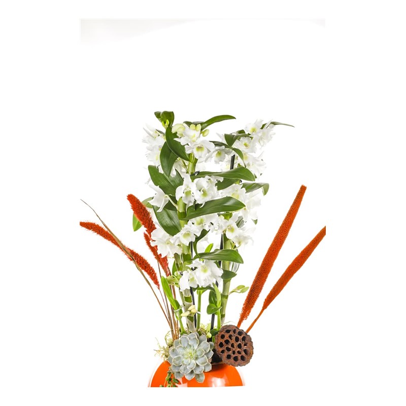 Dendrobium Of Orange