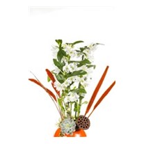 Dendrobium Of Orange