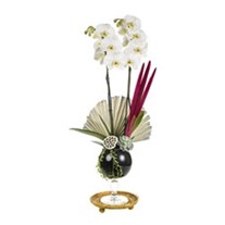 The Luxury Of White Orchid
