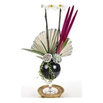 The Luxury Of White Orchid
