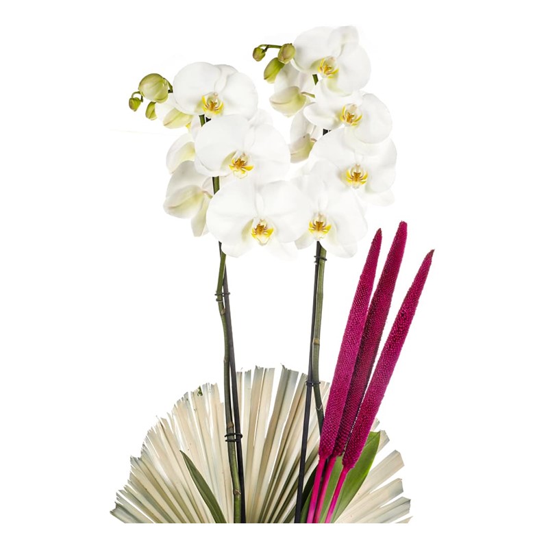The Luxury Of White Orchid