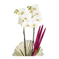 The Luxury Of White Orchid