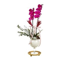 Orchid Of Nobility