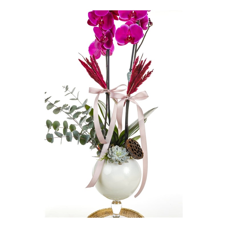 Orchid Of Nobility