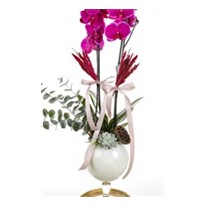 Orchid Of Nobility