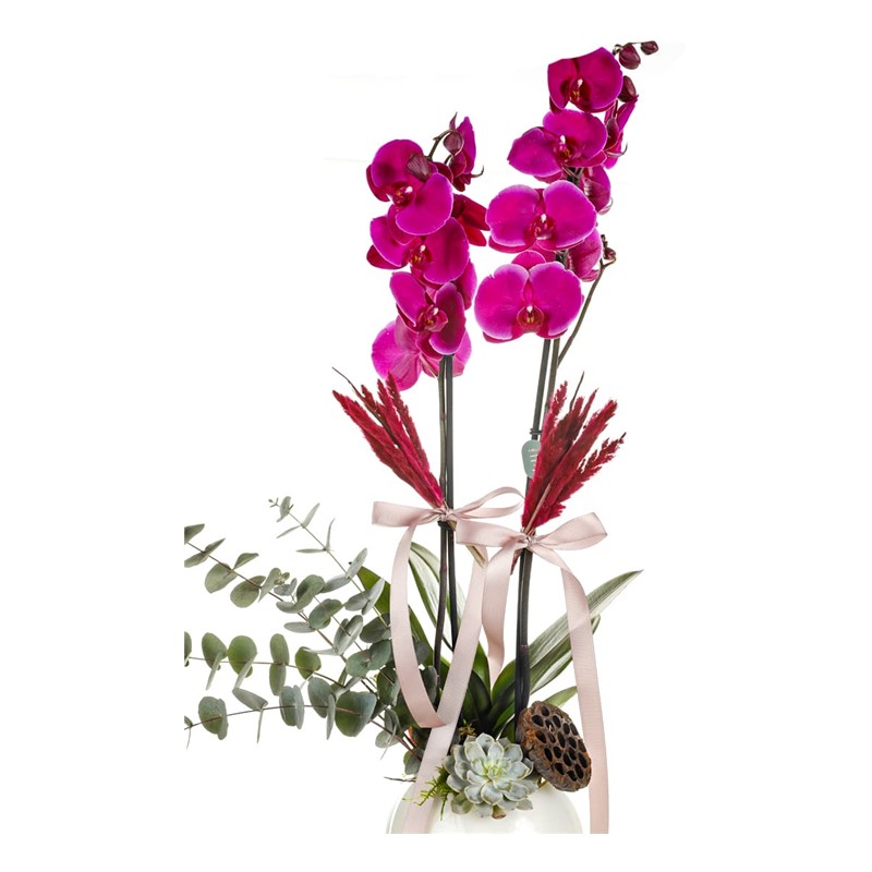 Orchid Of Nobility