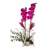 Orchid Of Nobility