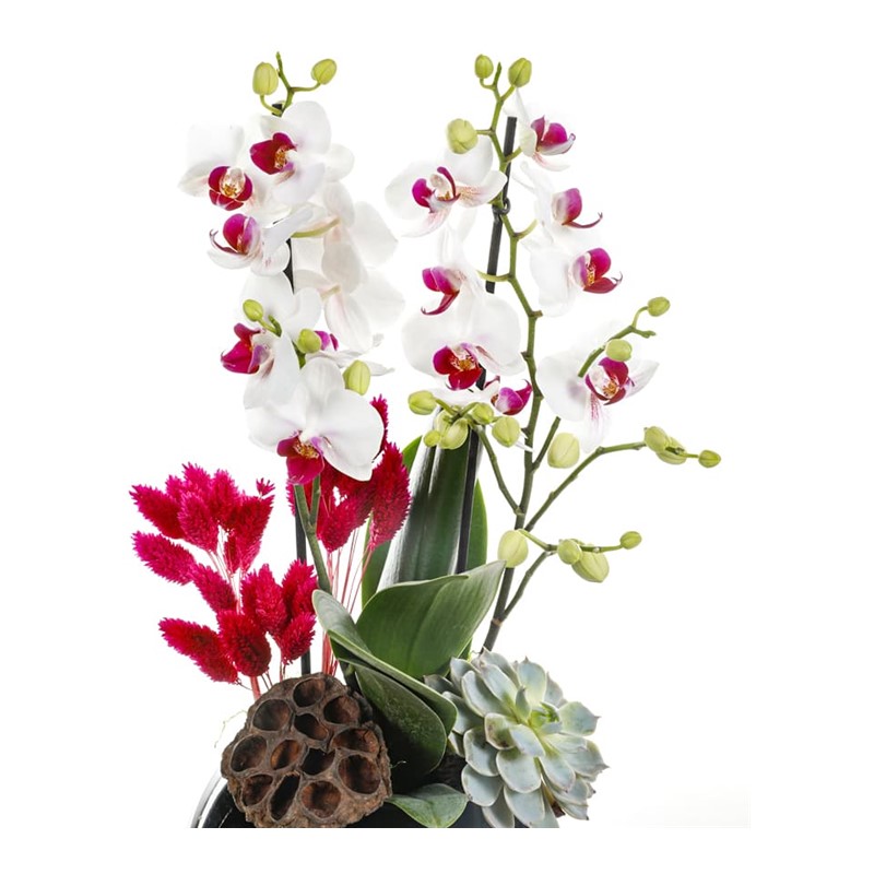 Pink Detailed Orchid