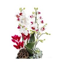 Pink Detailed Orchid