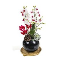 Pink Detailed Orchid