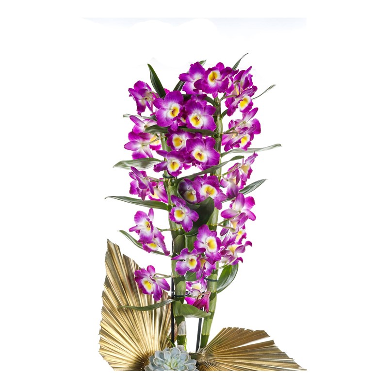 Dendrobium Of Gold Detail