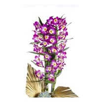 Dendrobium Of Gold Detail