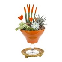Orange Luxury Garden