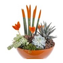 Orange Luxury Garden