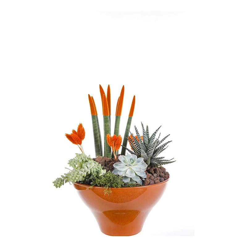 Orange Luxury Garden