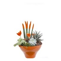 Orange Luxury Garden