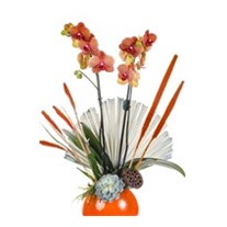 Orange Luxury Orchid