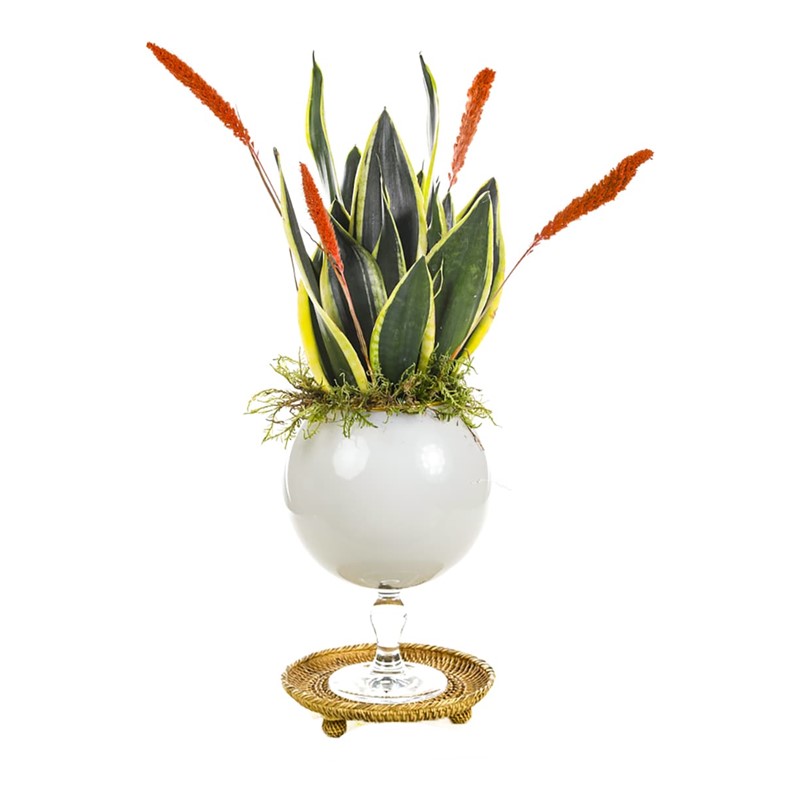 Royal Sansevieria