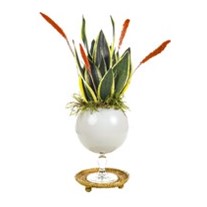 Royal Sansevieria