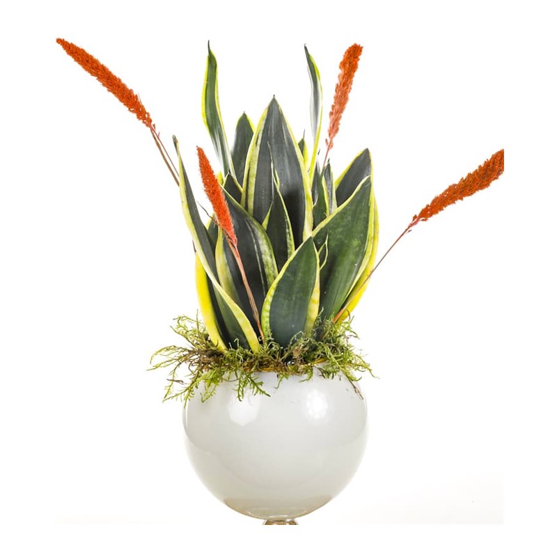 Royal Sansevieria