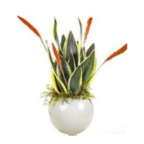 Royal Sansevieria