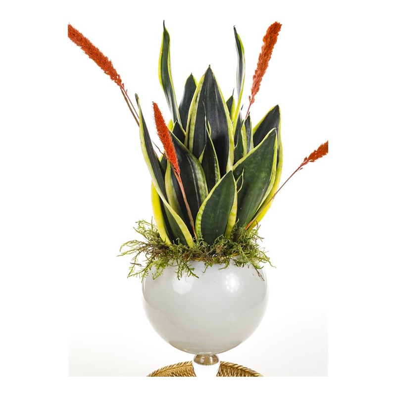 Royal Sansevieria