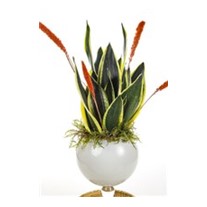Royal Sansevieria