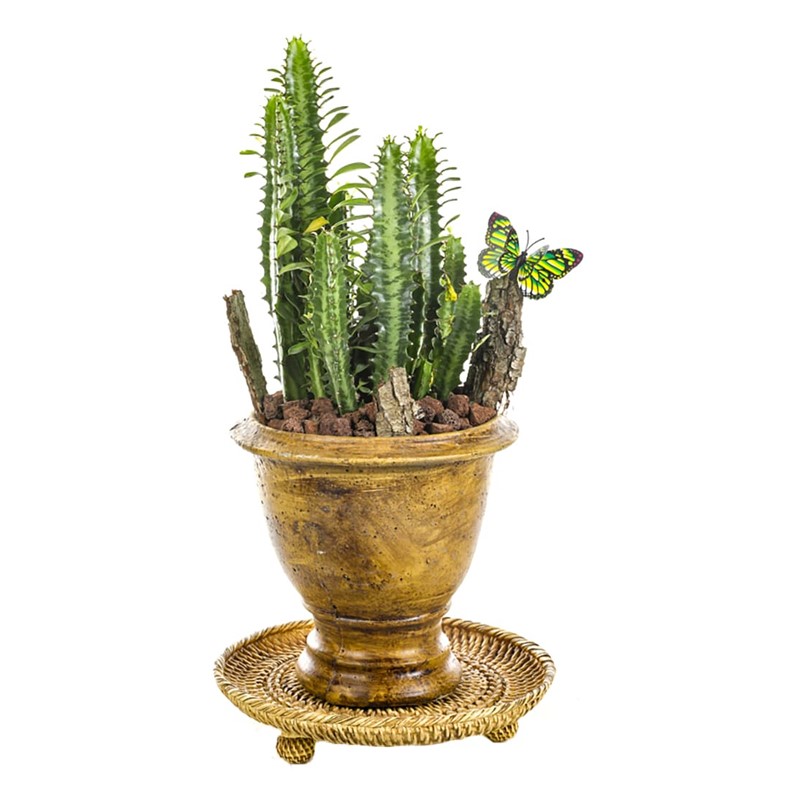 Natural Euphorbia