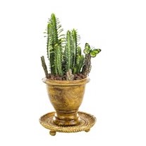 Natural Euphorbia