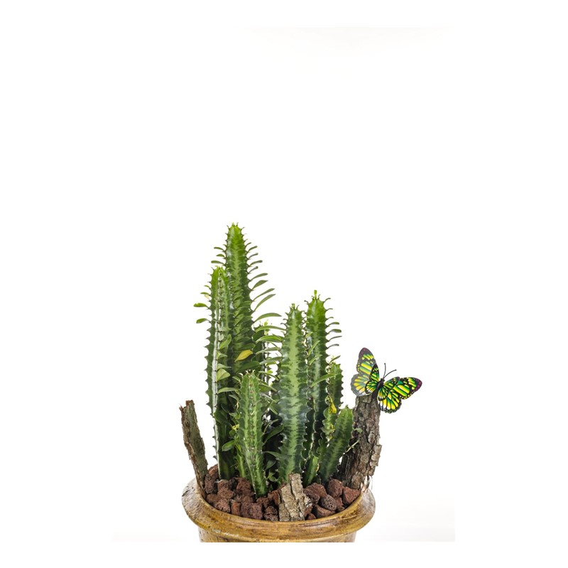 Natural Euphorbia