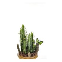 Natural Euphorbia
