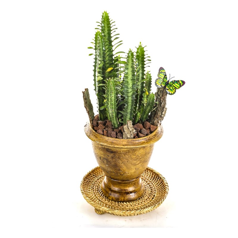 Natural Euphorbia